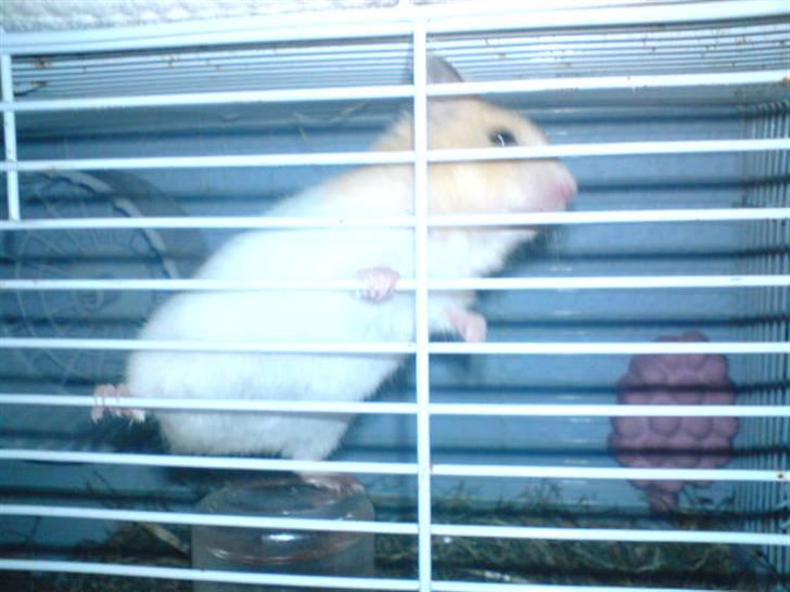 Hamster Lady gaga *død*.. - den står på vand .. tingen.. :D billede 4
