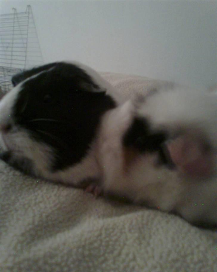 Marsvin Fiona billede 9