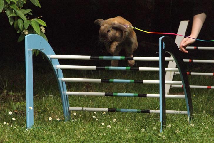 Kanin - Dværgvædder XaToos Lyra af Hønsehuset billede 2