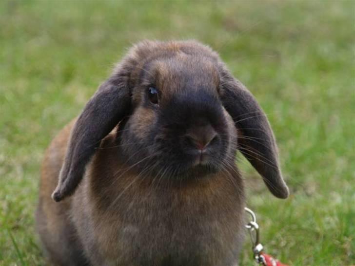 Kanin - Dværgvædder XaToos Lyra af Hønsehuset billede 3