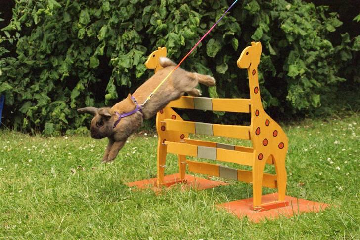 Kanin - Dværgvædder XaToos Lyra af Hønsehuset billede 5