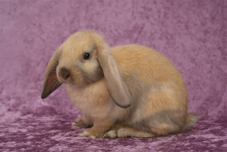 Kanin - Dværgvædder XaToos Lyra af Hønsehuset - Lyl som lille billede 6