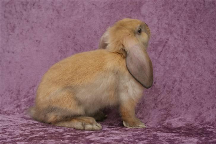 Kanin - Dværgvædder XaToos Lyra af Hønsehuset billede 8