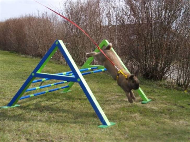 Kanin - Dværgvædder XaToos Lyra af Hønsehuset billede 9