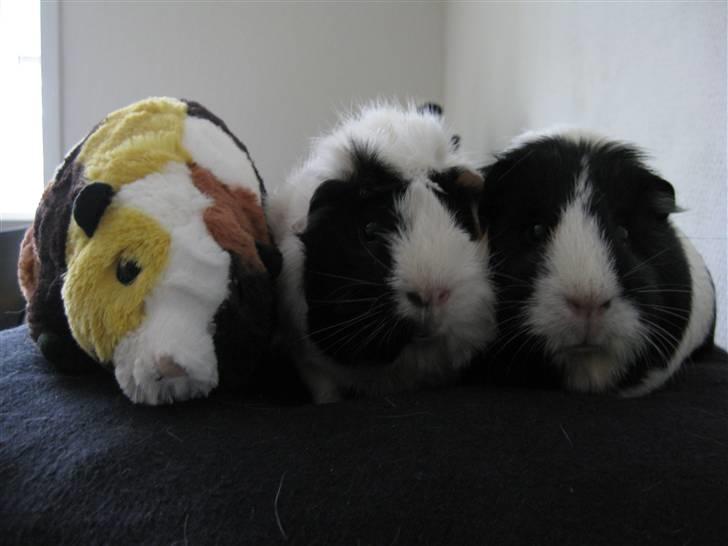 Marsvin Fiona billede 10