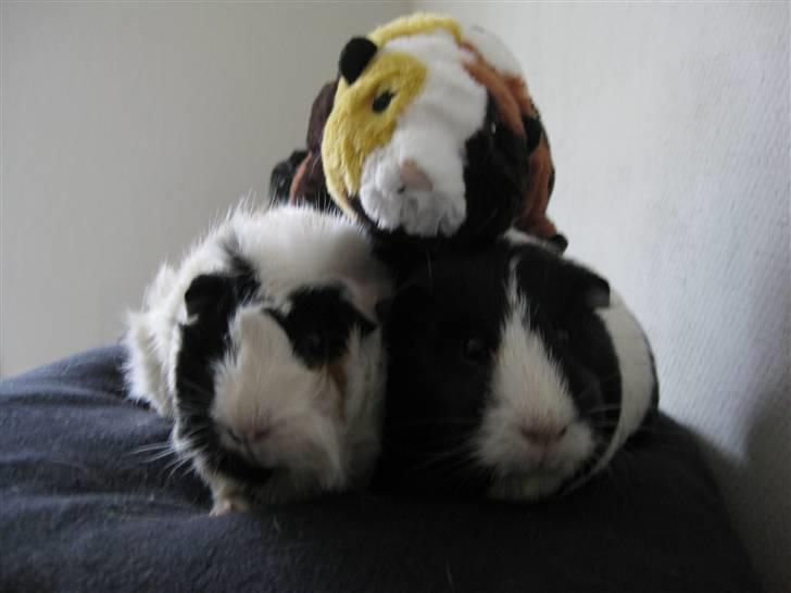 Marsvin Fiona billede 11