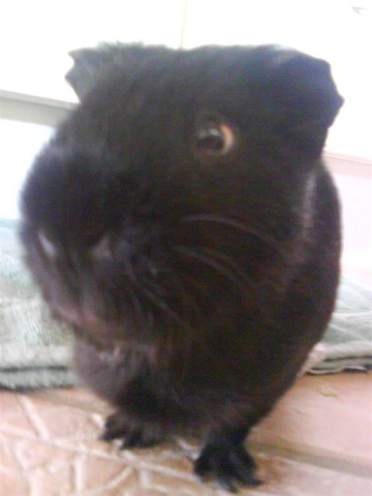 Marsvin Charly Mini Mand R.I.P - Hej og velkommen til min profil billede 1