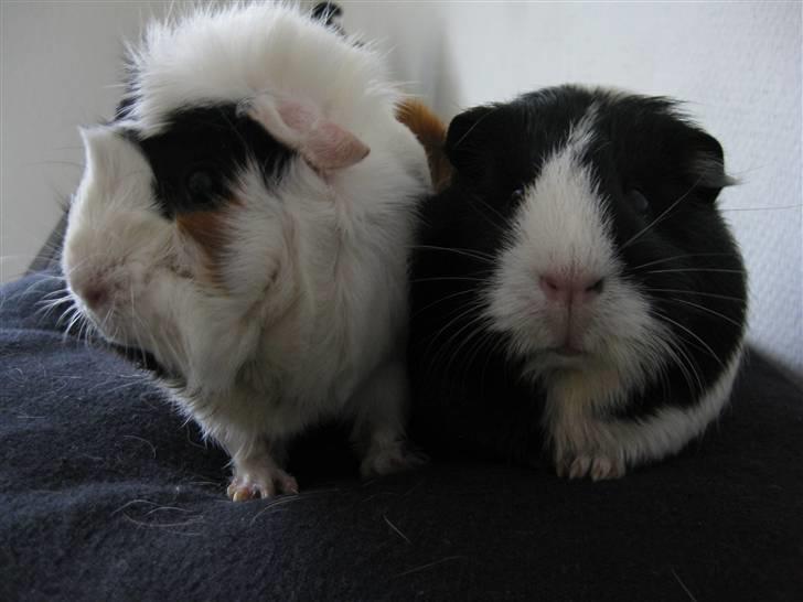 Marsvin Fiona billede 12