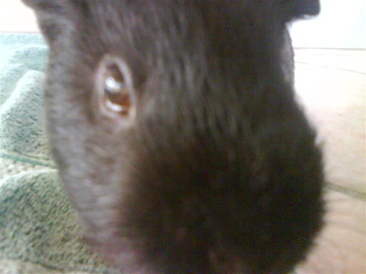 Marsvin Charly Mini Mand R.I.P - Hej  billede 2