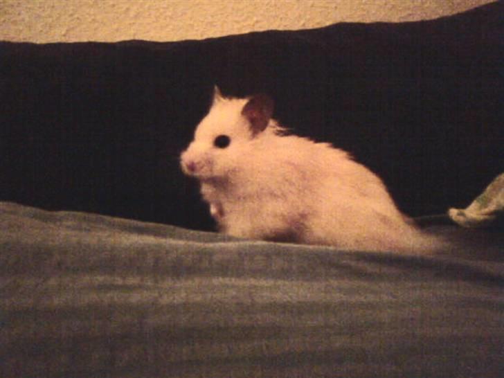 Hamster Rofus (langhåret) - smukke dreng! :* billede 1