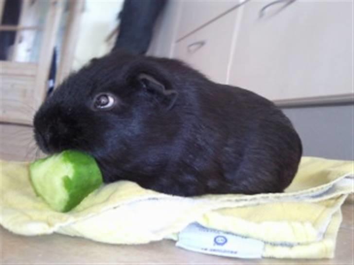 Marsvin Charly Mini Mand R.I.P - Nummi nummi billede 3