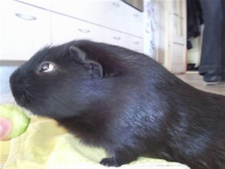 Marsvin Charly Mini Mand R.I.P - Mini mand :D billede 4