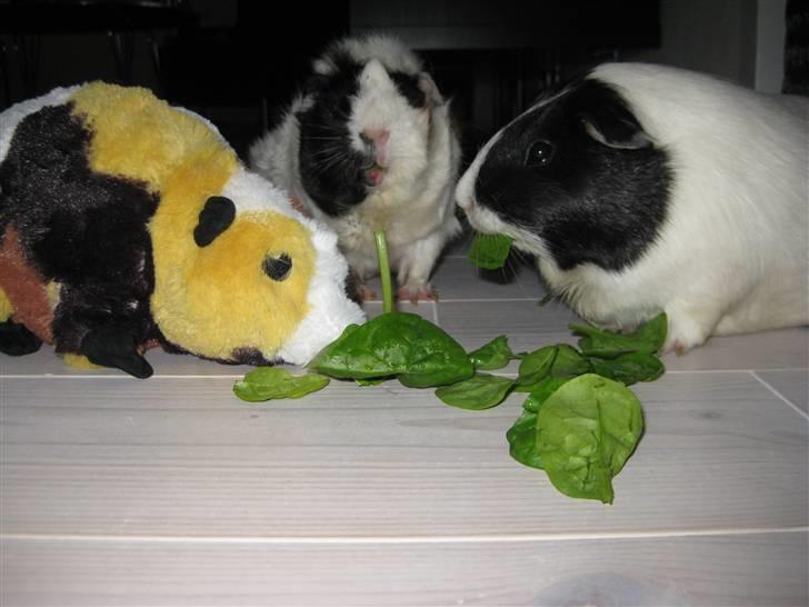 Marsvin Shrek billede 11