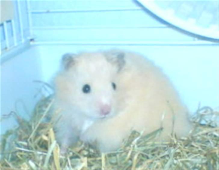 Hamster Rofus (langhåret) - 3 dage efter jeg fik ham :´) billede 2