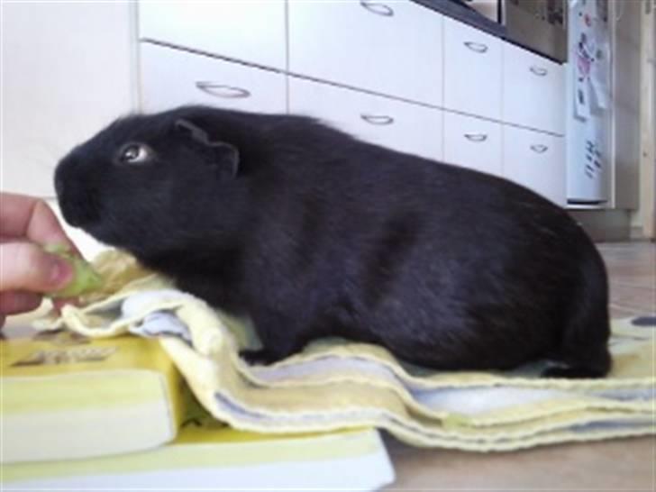 Marsvin Charly Mini Mand R.I.P - Mini mand spiser :D billede 5