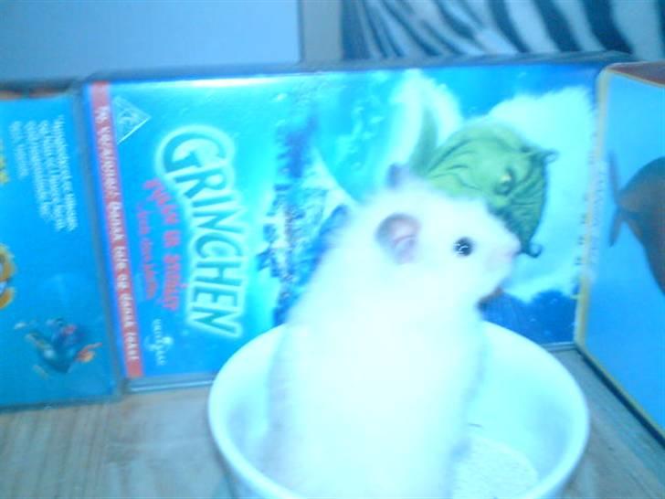 Hamster Rofus (langhåret) - i sandbadet :) billede 3