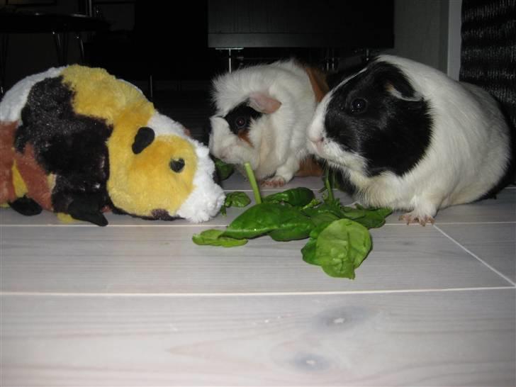 Marsvin Shrek billede 12