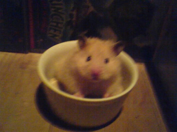 Hamster Rofus (langhåret) - haha hvor du sød :´D billede 4