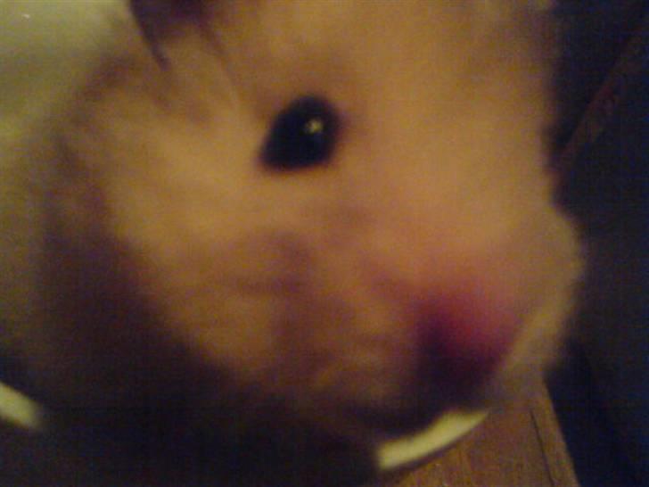 Hamster Rofus (langhåret) - woops (; billede 5