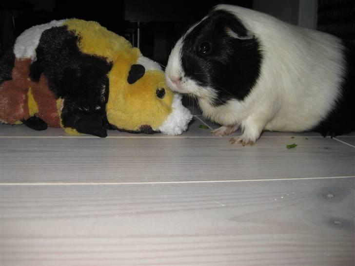 Marsvin Shrek billede 13