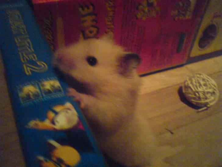 Hamster Rofus (langhåret) - ´´luk mig ud!´´    :´D billede 6