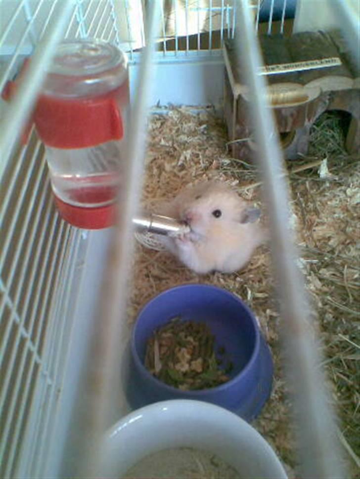 Hamster Rofus (langhåret) - tørstig :) billede 7
