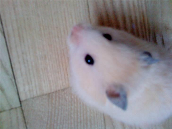 Hamster Rofus (langhåret) - søød :´) billede 8