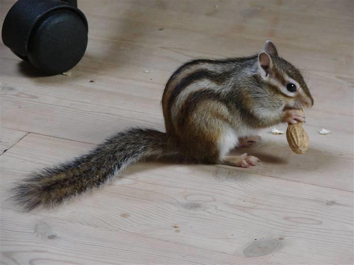 Jordegern Mascha billede 1