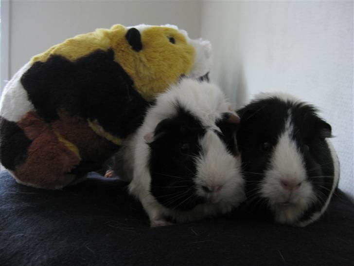 Marsvin Shrek billede 16