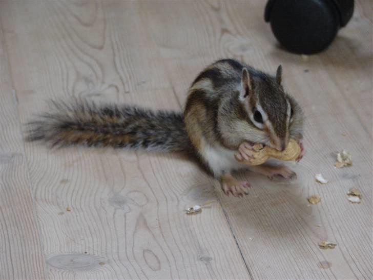 Jordegern Mascha billede 2