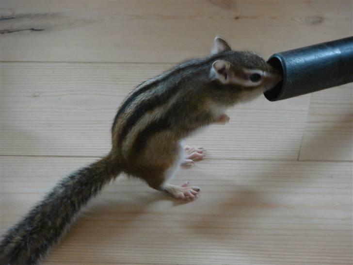 Jordegern Mascha billede 3