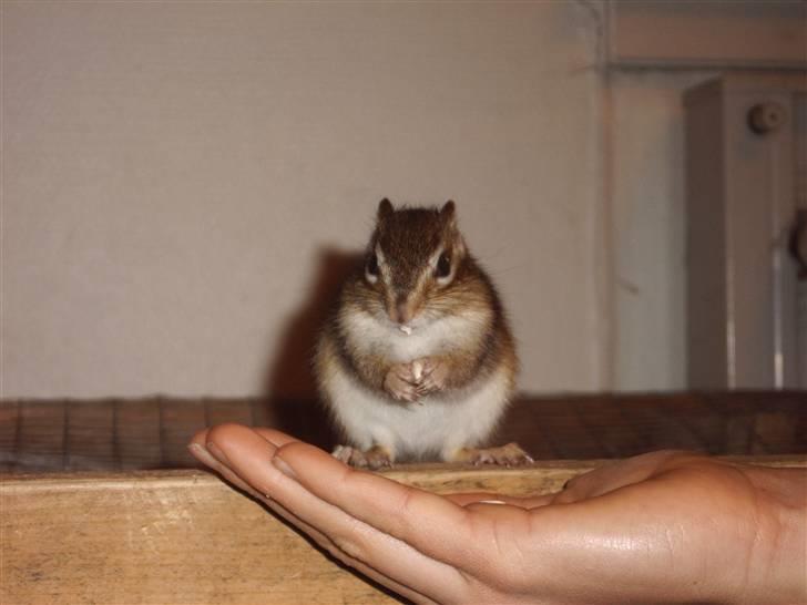 Jordegern Mascha billede 4