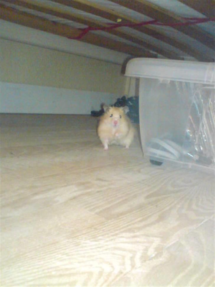 Hamster Rofus (langhåret) - løs på gulvet d; billede 9