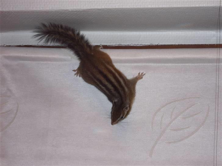 Jordegern Mascha billede 5