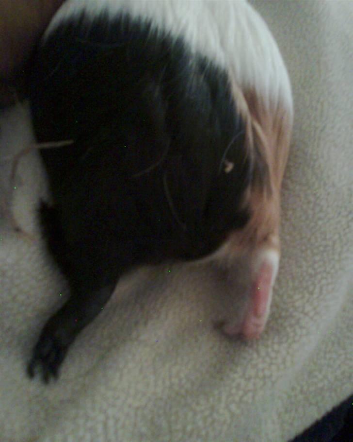 Marsvin Shrek billede 18