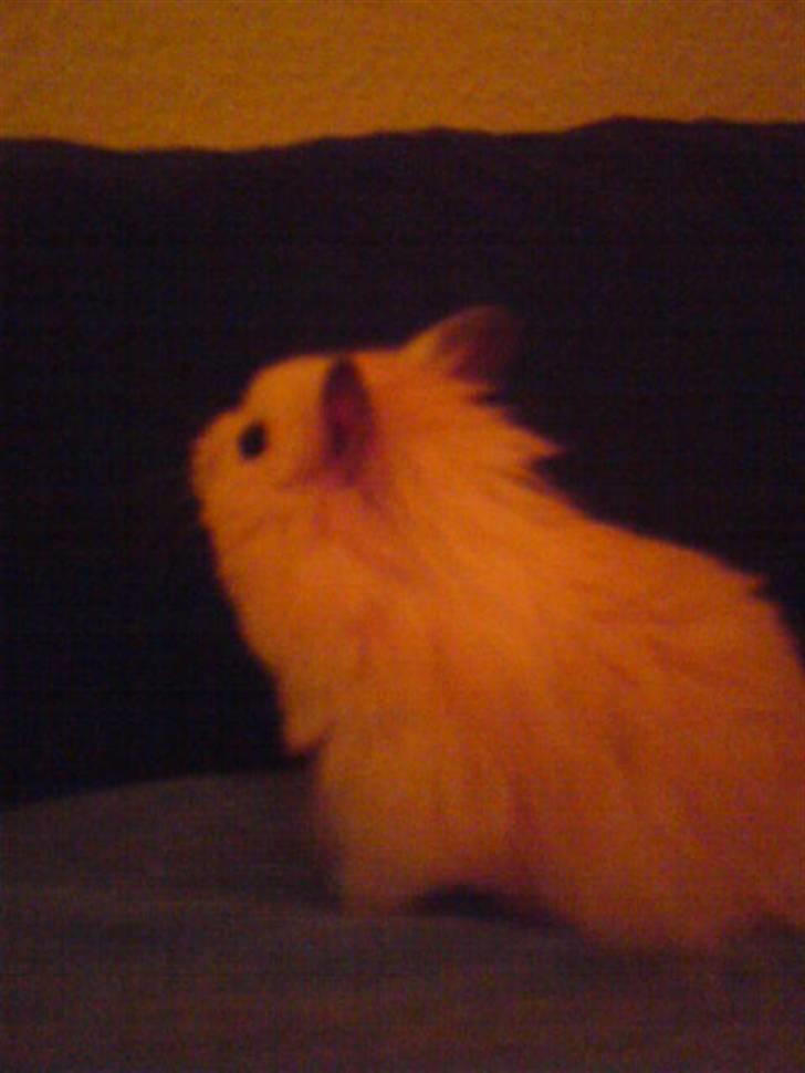 Hamster Rofus (langhåret) - top model :´DD billede 10