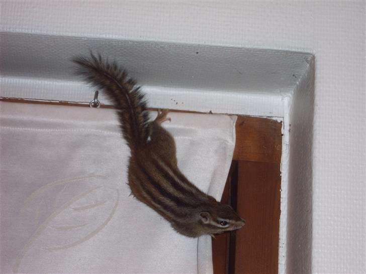 Jordegern Mascha billede 6