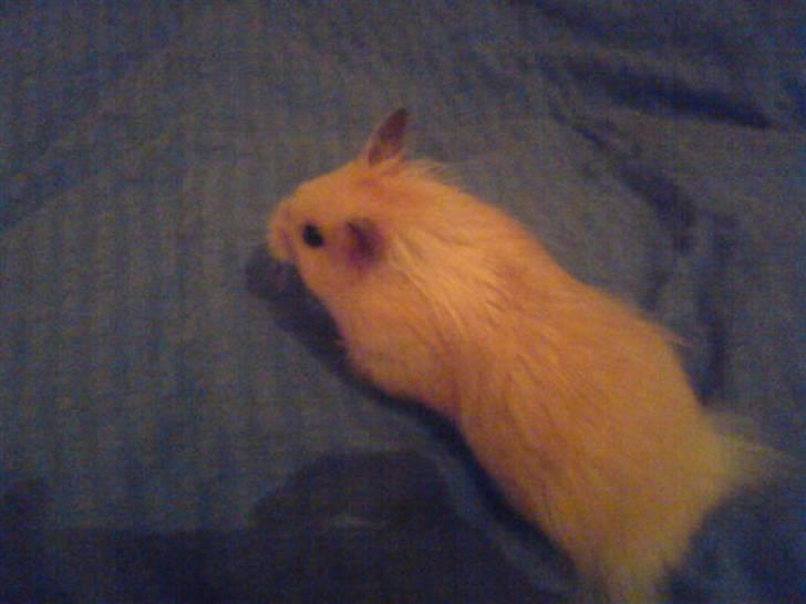 Hamster Rofus (langhåret) - der kan man se hans ´´havfrue´´ totter omme bagi :D billede 11