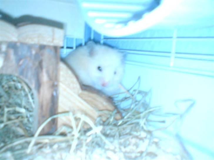 Hamster Rofus (langhåret) - det var første dag jeg fik ham.. han er éjk såé køn dér.. men han skulle oss lige vænne sig til det hele :) billede 12