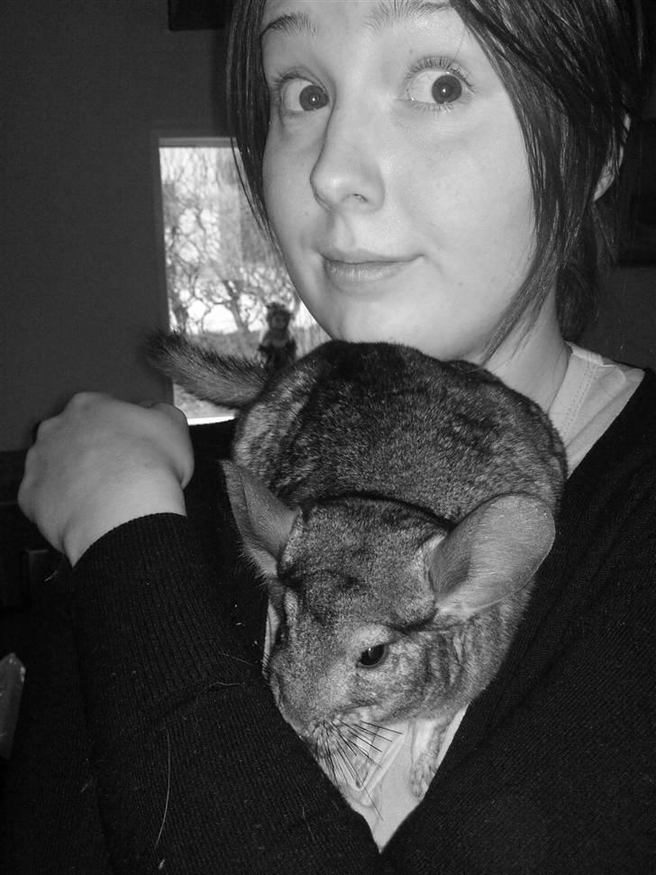 Chinchilla Burger <3 Solgt billede 4