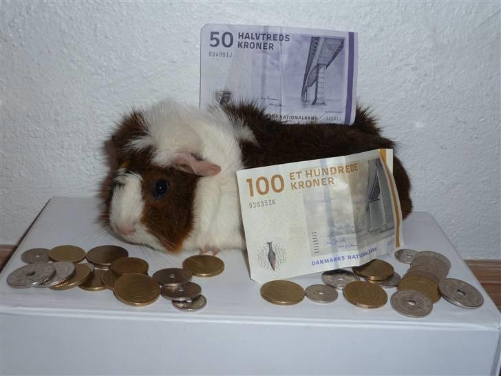 Marsvin Elmegårdens Hvirvel billede 1