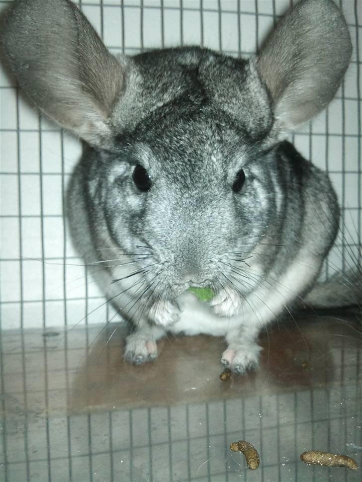 Chinchilla Burger <3 Solgt billede 5