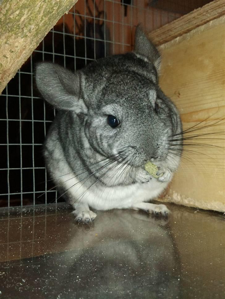 Chinchilla Blobber <3 Solgt billede 10