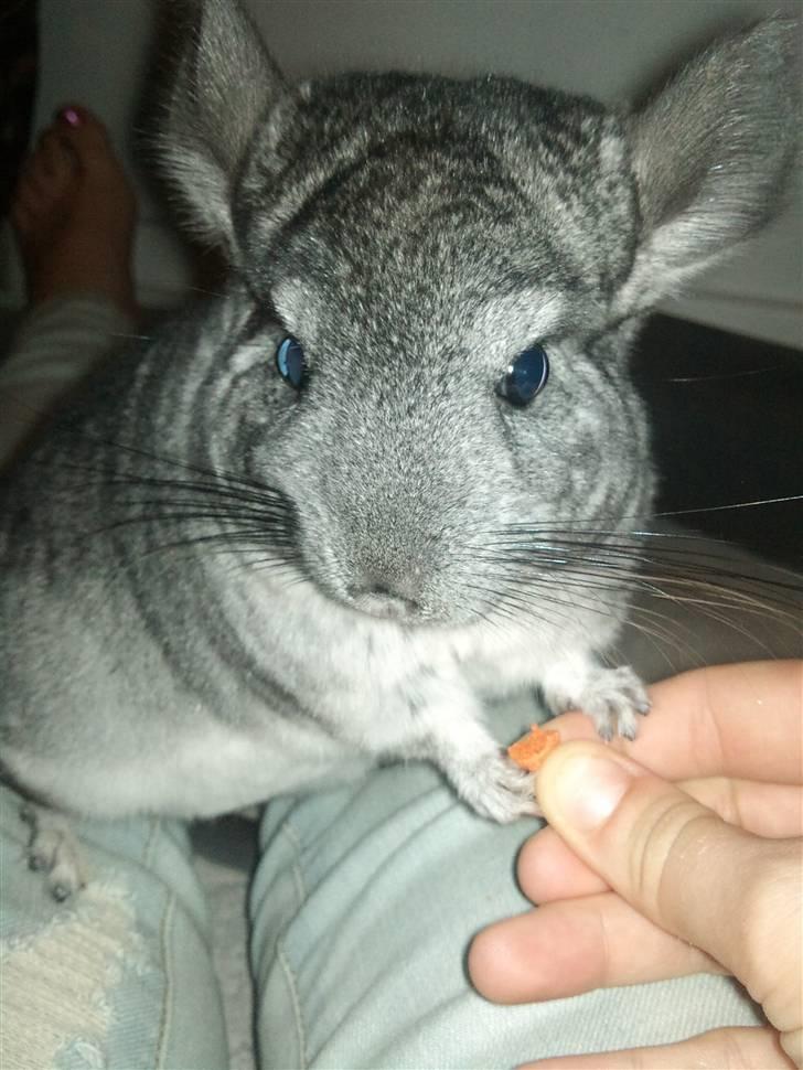 Chinchilla Blobber <3 Solgt billede 11