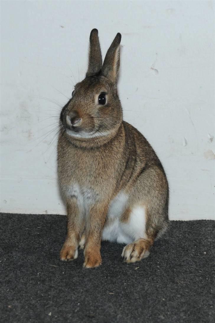 Kanin - Dværghare Dude billede 2