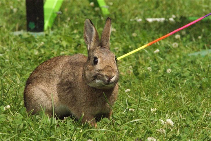 Kanin - Dværghare Dude billede 3