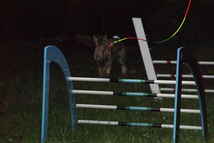 Kanin - Dværghare Dude billede 4