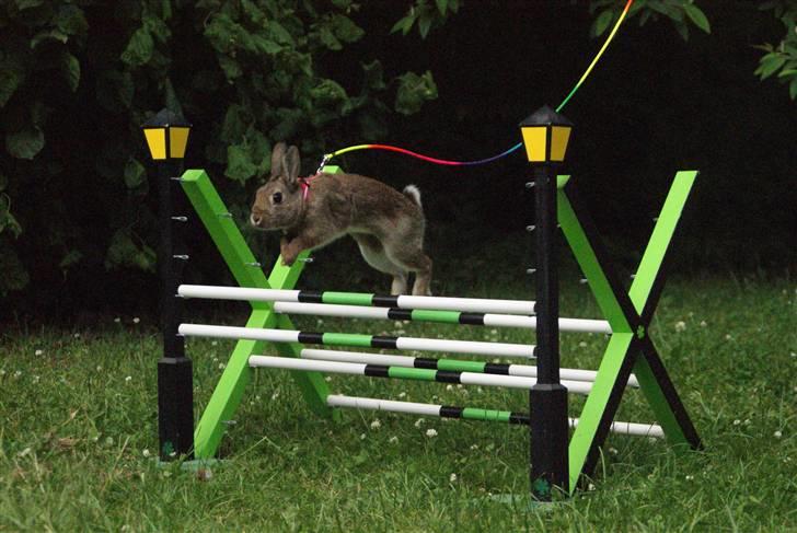 Kanin - Dværghare Dude billede 5