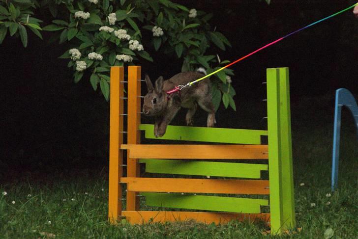 Kanin - Dværghare Dude billede 6