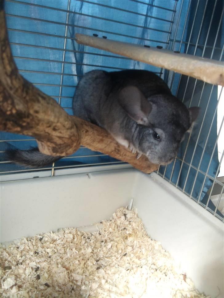 Chinchilla Burger <3 Solgt billede 6
